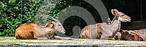 The common eland, Taurotragus oryx is a savannah antelope