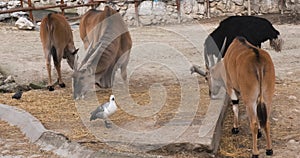 Common eland Taurotragus oryx, also known as southern eland or eland antelope with Common ostrich