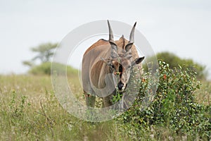 Common eland Taurotragus oryx also known as southern eland or eland antelope in savannah and plains East Africa