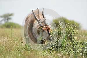 Common eland Taurotragus oryx also known as southern eland or eland antelope in savannah and plains East Africa