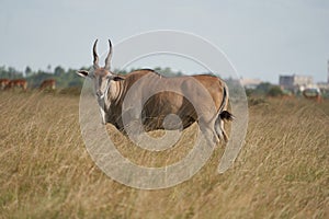 Common eland Taurotragus oryx also known as southern eland or eland antelope in savannah and plains East Africa