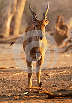 Common Eland - Taurotragus oryx also the southern eland or eland antelope, savannah and plains antelope found in East and Southern