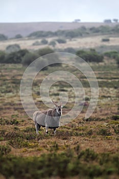 Common Eland (Taurotragus oryx)