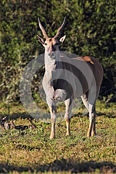 Common Eland (Taurotragus oryx)