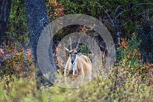 A common eland Taurotragus oryx antelope