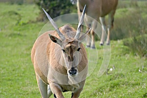Common eland, Taurotragus oryx, grazing among trees