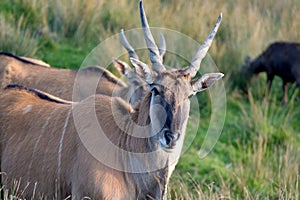 Common eland, Taurotragus oryx, grazing among trees