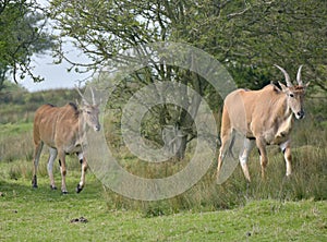 Common eland, Taurotragus oryx, grazing among trees