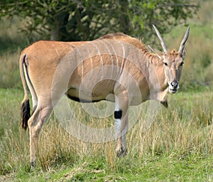 Common eland, Taurotragus oryx, grazing among trees