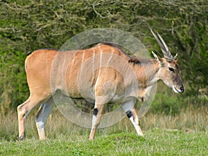 Common eland, Taurotragus oryx, grazing among trees