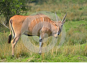 Common eland, Taurotragus oryx, grazing among trees