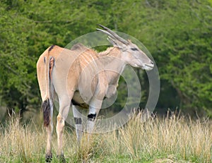 Common eland, Taurotragus oryx, grazing among trees