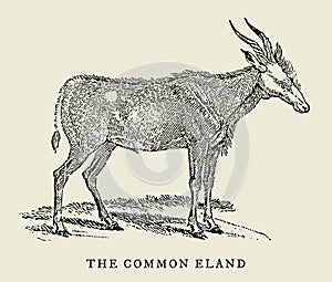 The common eland taurotragus oryx in profile view. Illustration