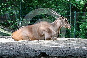 The common eland, Taurotragus oryx is a savannah antelope