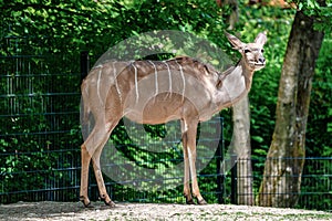 The common eland, Taurotragus oryx is a savannah antelope