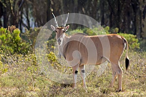 Taurotragus oryx in Africa savannah nature