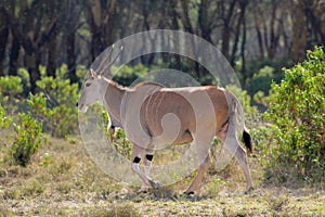 The common eland Taurotragus oryx in Africa savannah nature