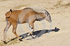 Common eland walking photo