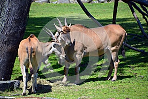 Common elands, also known as the southern eland