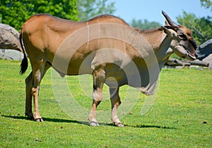 Common elands, also known as the southern eland