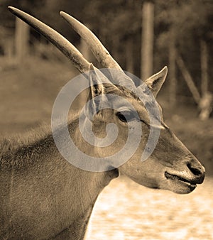 Common elands, also known as the southern eland