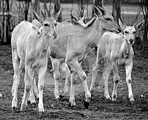 Common elands, also known as the southern eland photo