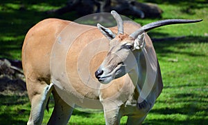 Common elands, also known as the southern eland photo
