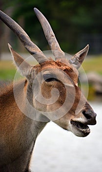 Common elands, also known as the southern eland or eland antelope,