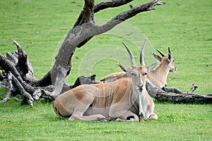 Common Elands photo