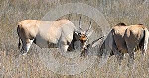 Common elands standing on a grassland 4k