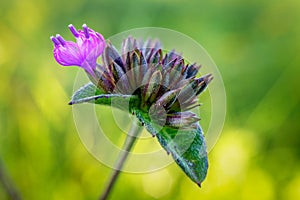 Common Elephant`s-Foot early flower bud