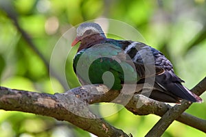 Common emerald dove, Asian emerald dove on a branch