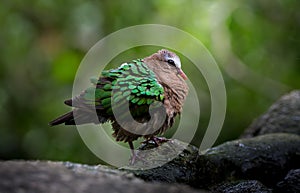 Common Emerald Dove  Chalcophaps indica