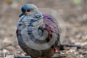 Common Emerald Dove