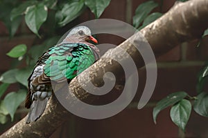 Common emerald dove Chalcophaps indica medium-sized pigeon bird. A bird with colorful plumage, green feathers on a wing, sits