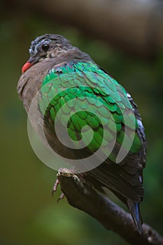 Common emerald dove (Chalcophaps indica).