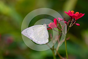 Common Emigrant Catopsilia crocale Buttefly on Red Flowers