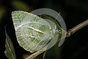 Common emigrant Catopsilia pomona, the common emigrant or lemon emigrant, is a medium-sized pierid butterfly