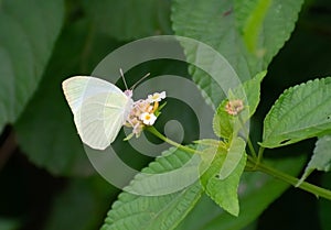 Common Emigrant or Lemon Emigrant Catopsilia pomona Butterfly