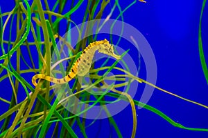 Common estuary spotted yellow seahorse hanging on some grass in the tropical water aquarium