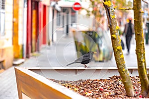 Common Eurasian blackbird feeding on winterberries