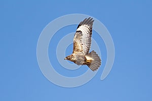 Common or Eurasian Buzzard in flight