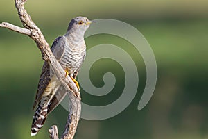 Common or Eurasian Cuckoo, Perched On Dead Branch