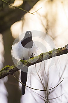 Common Eurasian Magpie bird, Pica Pica, perched in a forest