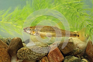 Common Eurasian minnow Phoxinus phoxinus