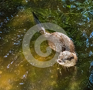 Common eurasian otter swimming in the water