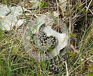 Common European Adder