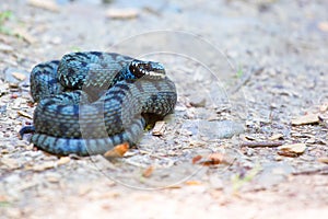 Common european adder