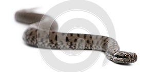 Common European adder or common European viper