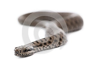 Common European adder or common European viper photo